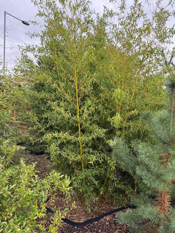 Zelený bambus Phyllostachys Parviflora Gigant - foto 9