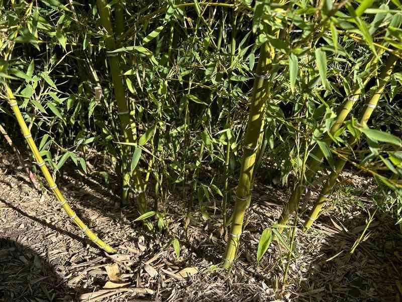 Zelený bambus Phyllostachys Parviflora Gigant - foto 5