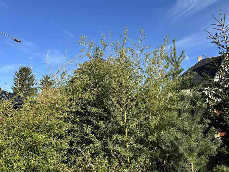 Zelený bambus Phyllostachys Parviflora Gigant - foto 7