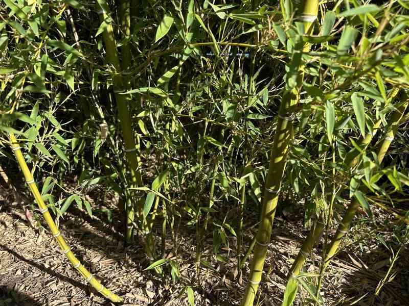 Zelený bambus Phyllostachys Parviflora Gigant - foto 4