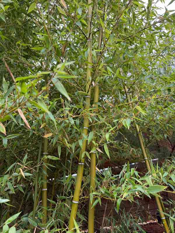 Zelený bambus Phyllostachys Parviflora Gigant - foto 8