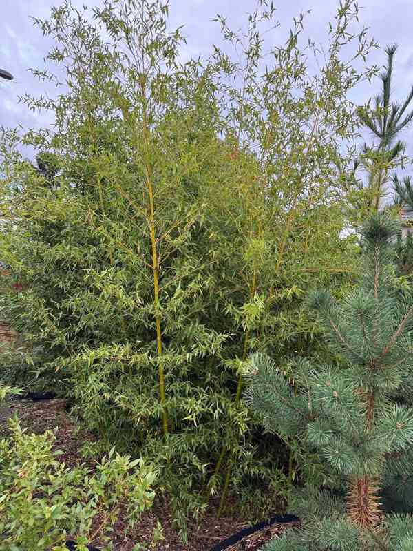 Zelený bambus Phyllostachys Parviflora Gigant - foto 11