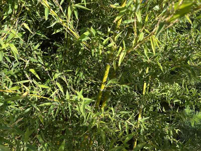 Zelený bambus Phyllostachys Parviflora Gigant - foto 6