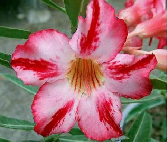Adenium obesum 'Harry Potter' - semena