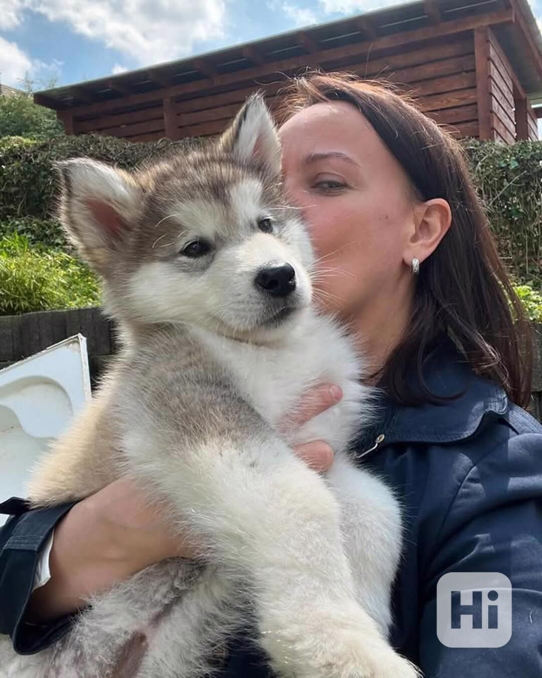 Čistokrevná štěňata 100% aljašského malamuta - foto 1