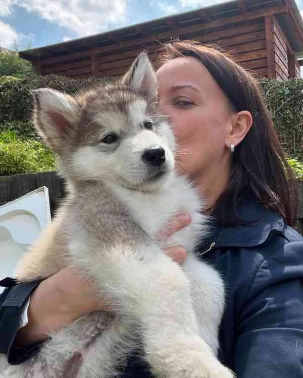 Čistokrevná štěňata 100% aljašského malamuta - foto 1