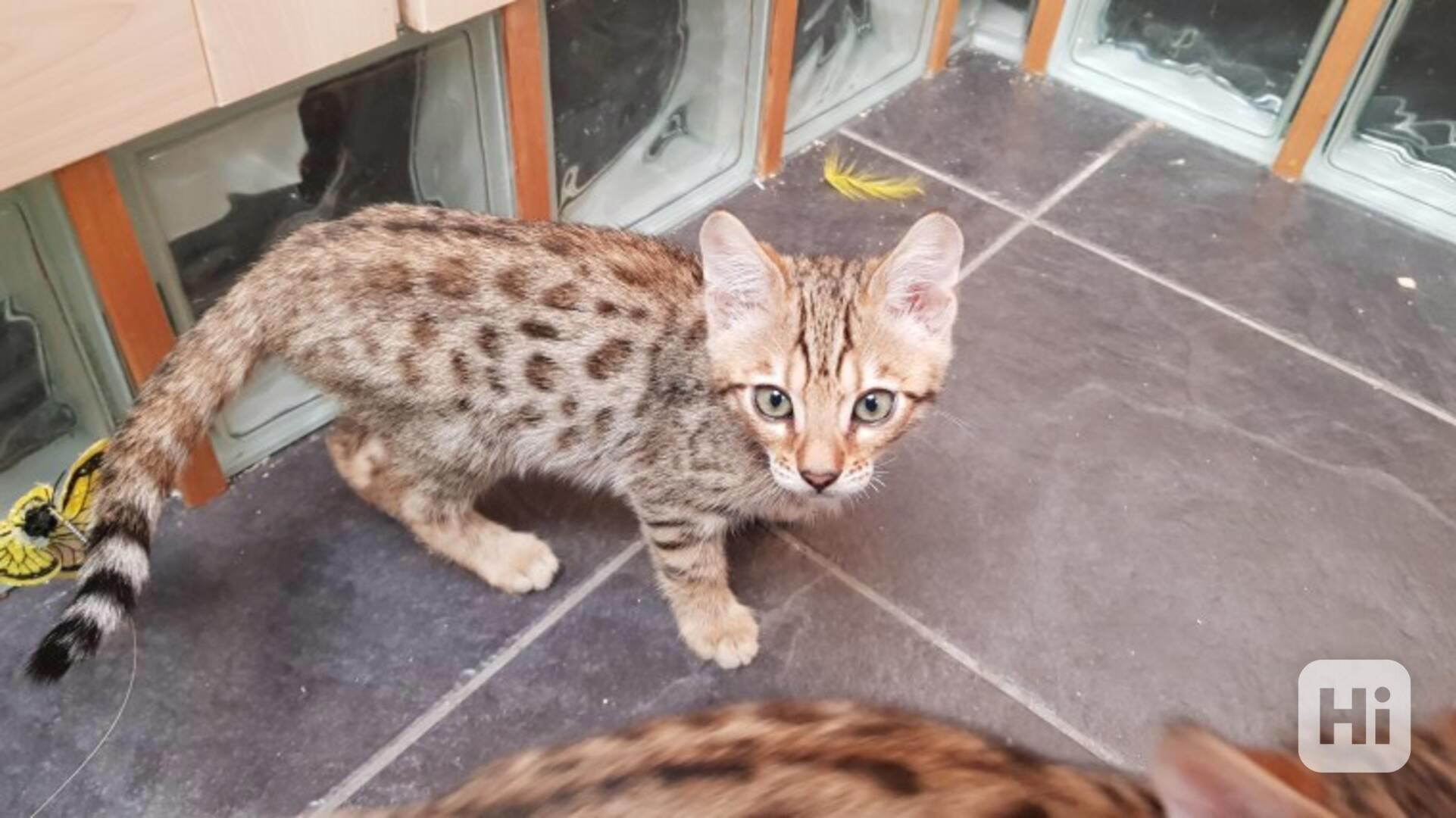 Bengálská koťata pro milující rodinu. - foto 1