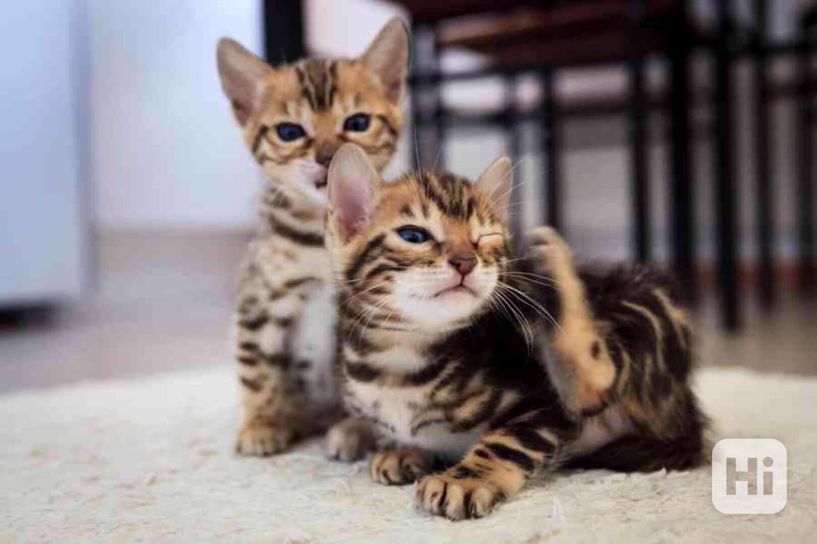 Roztomilá bengálská koťátka k dispozici k Vánocům  - foto 1