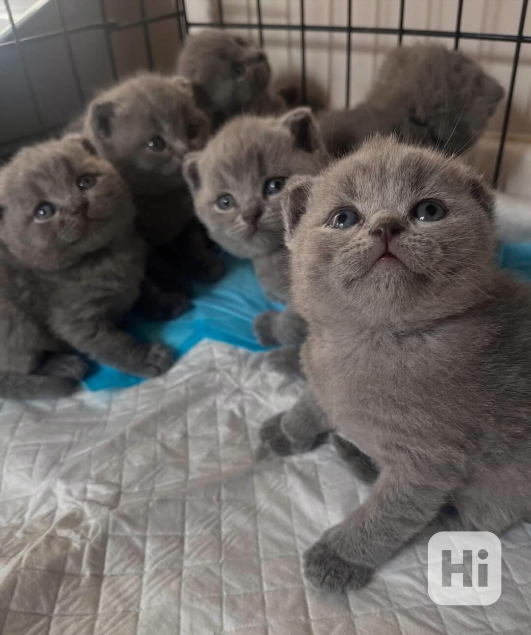 🐾 Okouzlující britské krátkosrsté kotě - foto 1