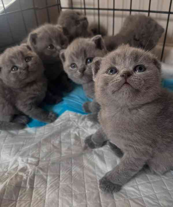 🐾 Okouzlující britské krátkosrsté kotě