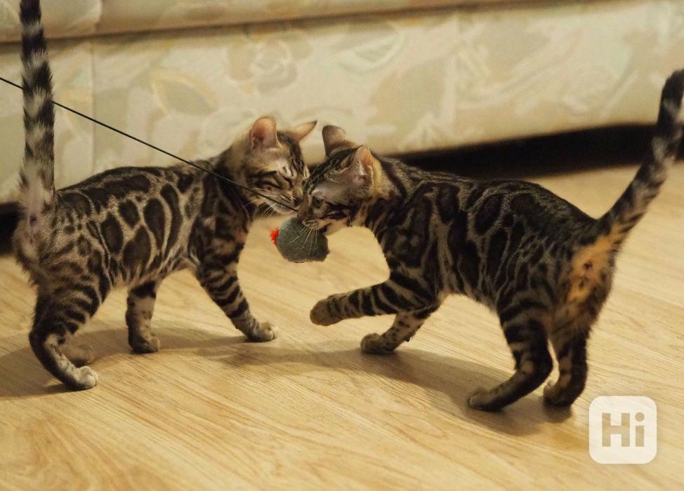 Krásná bengálská koťátka. - foto 1