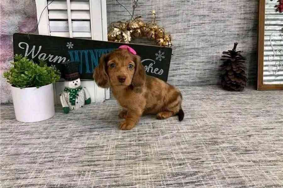 Pejsek a fenka jezevčíka úžasná štěňátka - foto 1