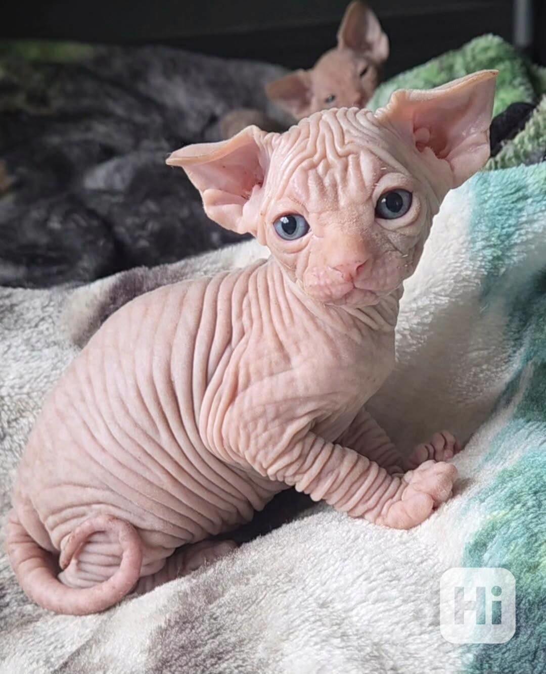 Dejte těmto rozkošným koťátkům druhou šanci - foto 1