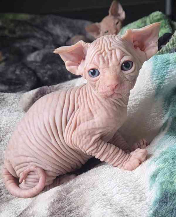 Dejte těmto rozkošným koťátkům druhou šanci