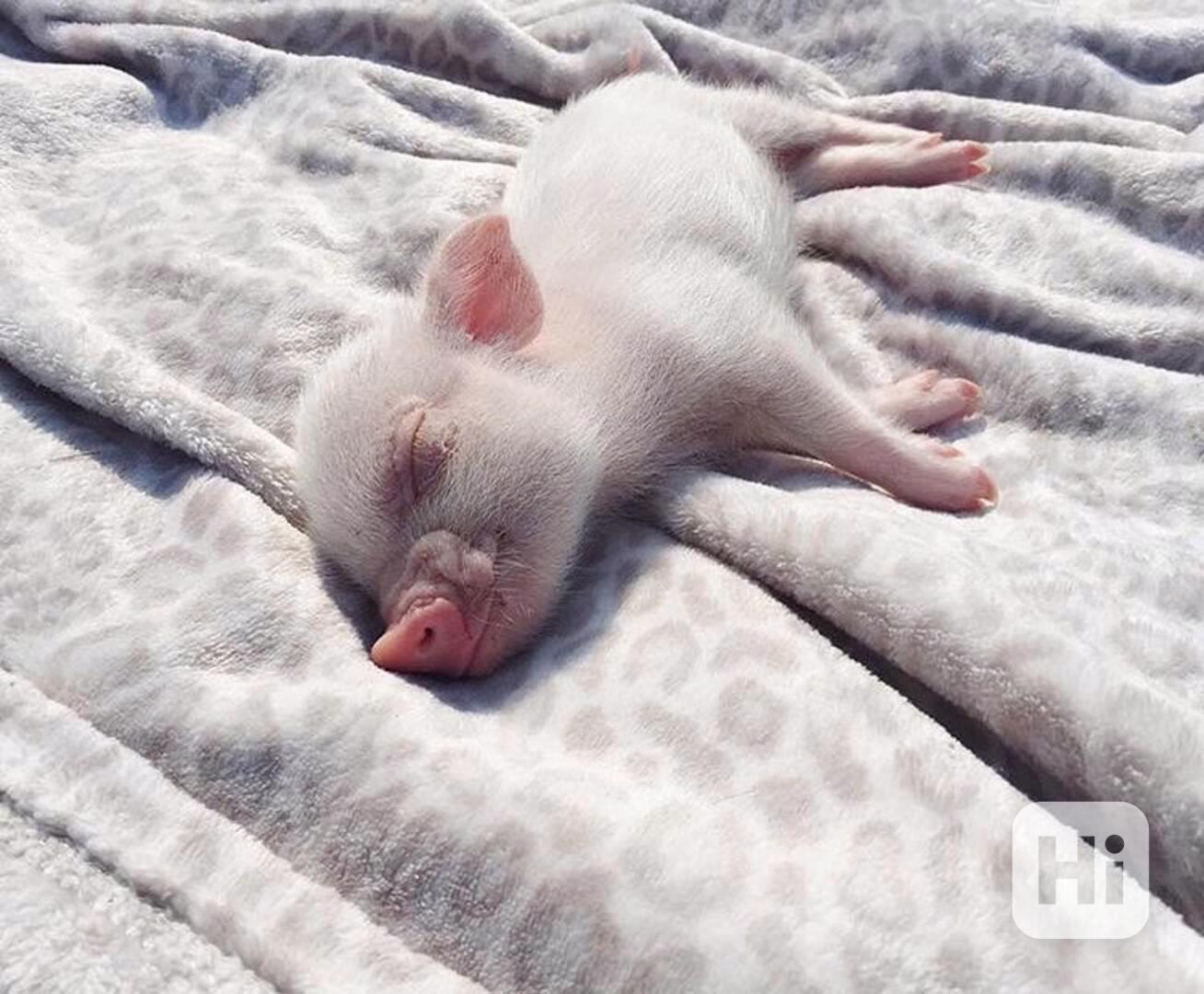 Zdravá prasata k prodeji  - foto 1