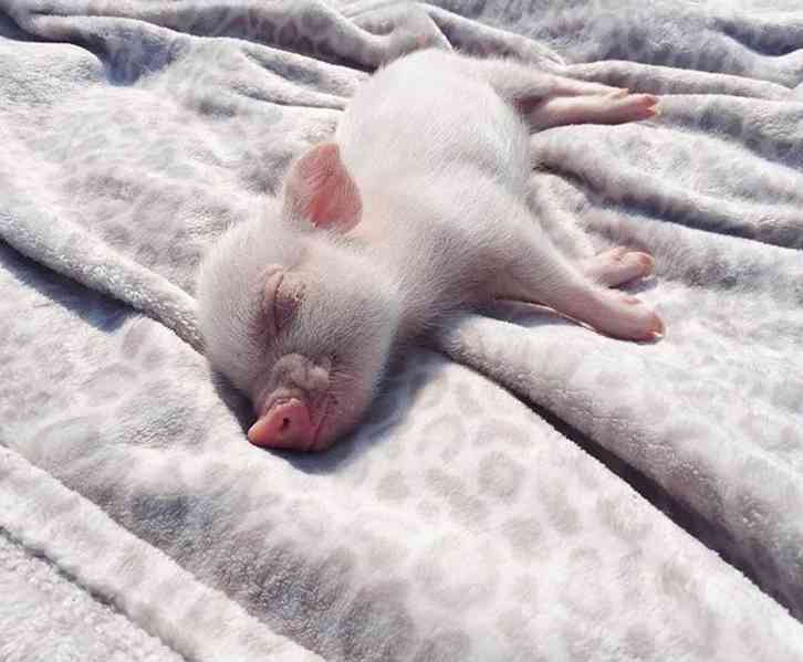 Zdravá prasata k prodeji 