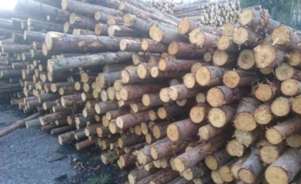 Koupím dřevo (kulatinu) - foto 1