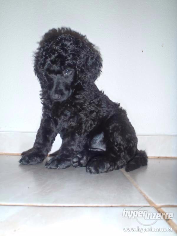 Královský pudl černý pejsek (štěně) - foto 2