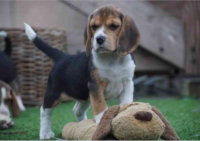 Bígl, Beagle - foto 5