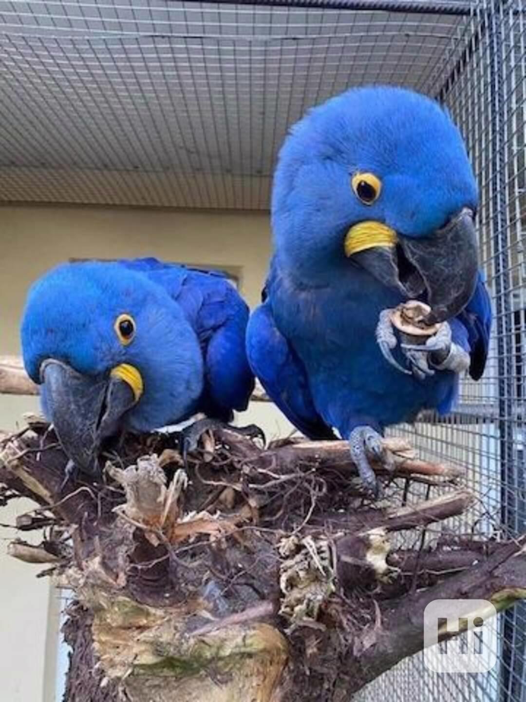 Prodám pár hyacintových arů - foto 1