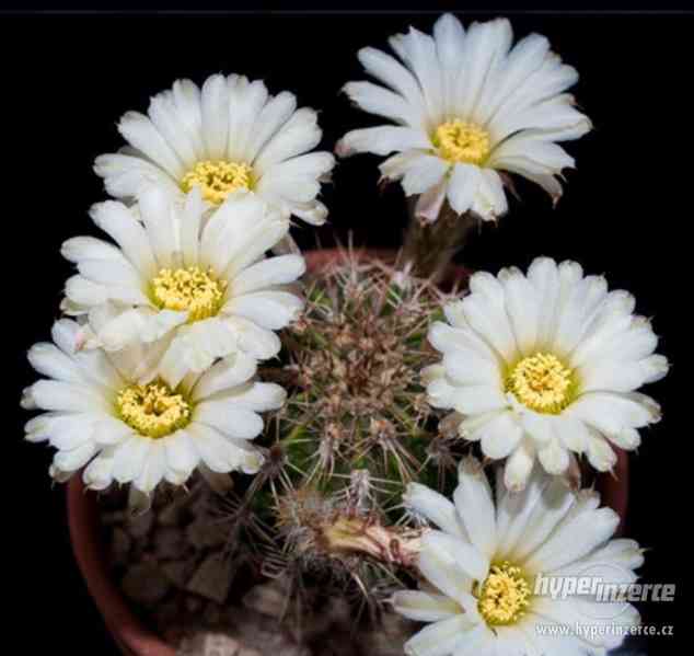 Kaktus Acanthocalycium spiniflorum - semena - foto 1