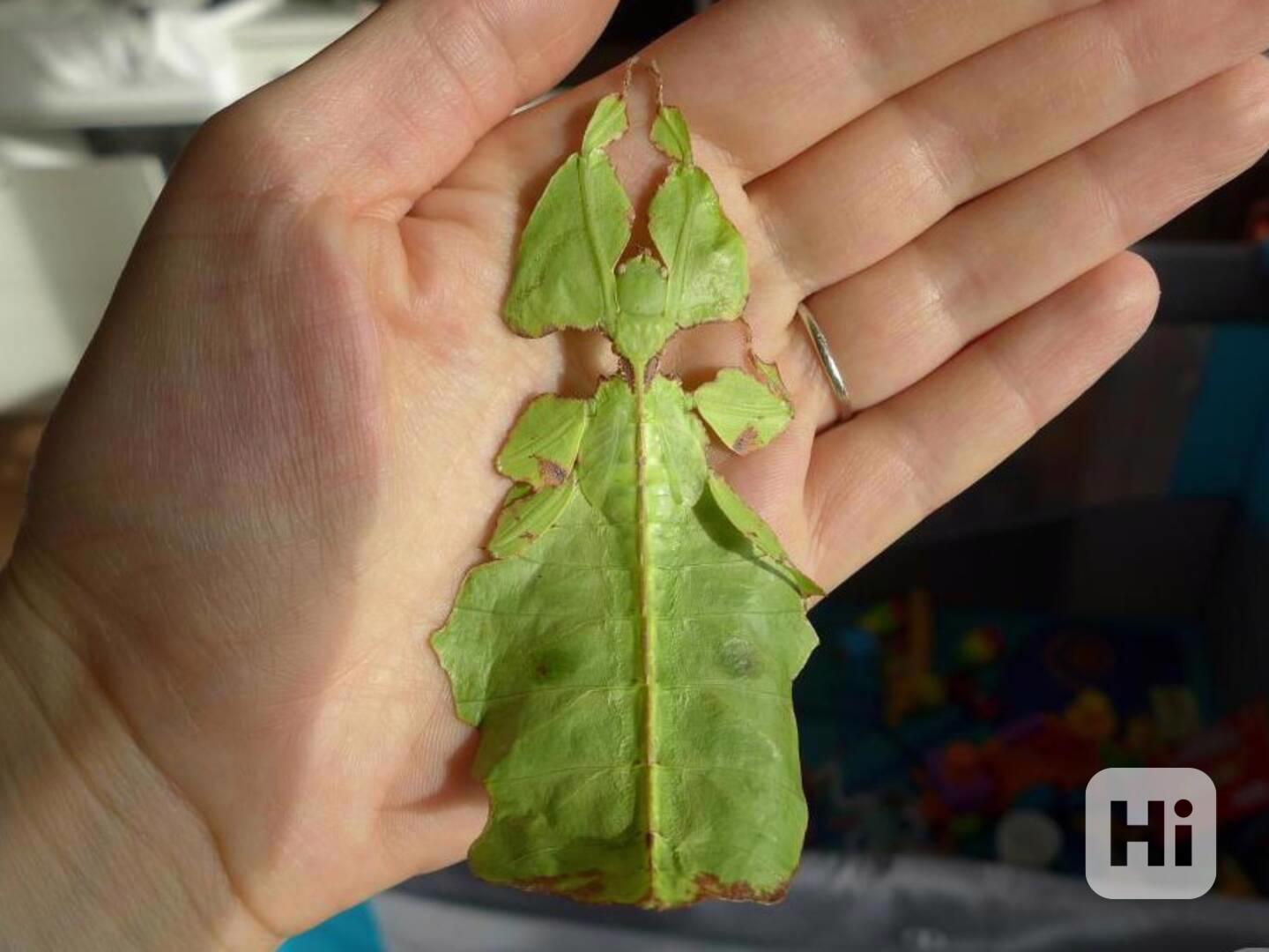 Lupenitka obrovská - Phyllium giganteum - foto 1