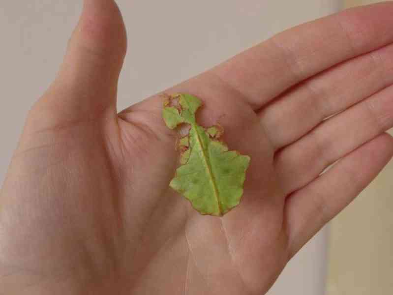 Lupenitka obrovská - Phyllium giganteum - foto 2