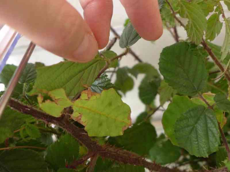 Lupenitka obrovská - Phyllium giganteum - foto 4