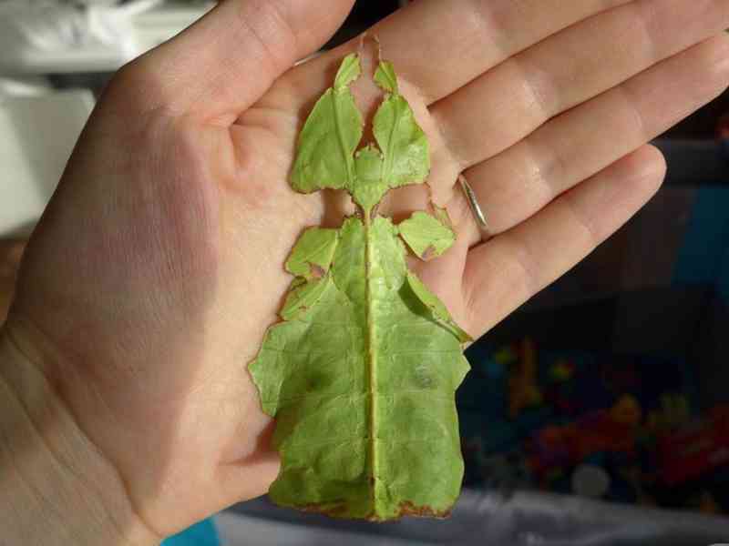 Lupenitka obrovská - Phyllium giganteum - foto 1