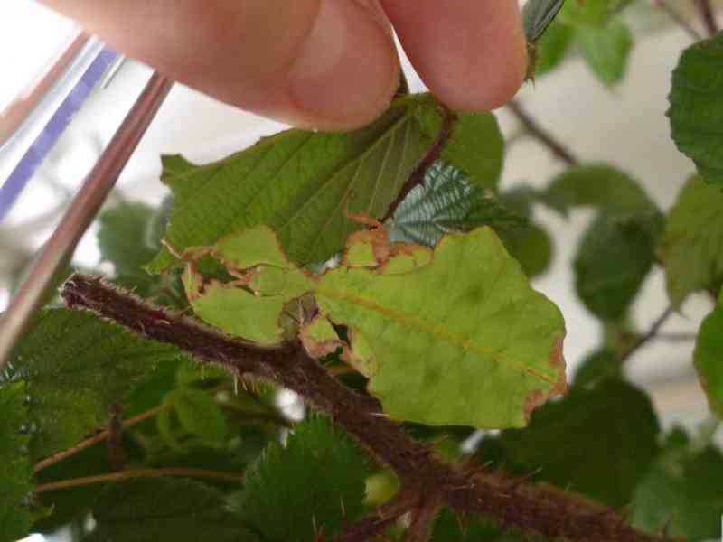 Lupenitka obrovská - Phyllium giganteum - foto 3