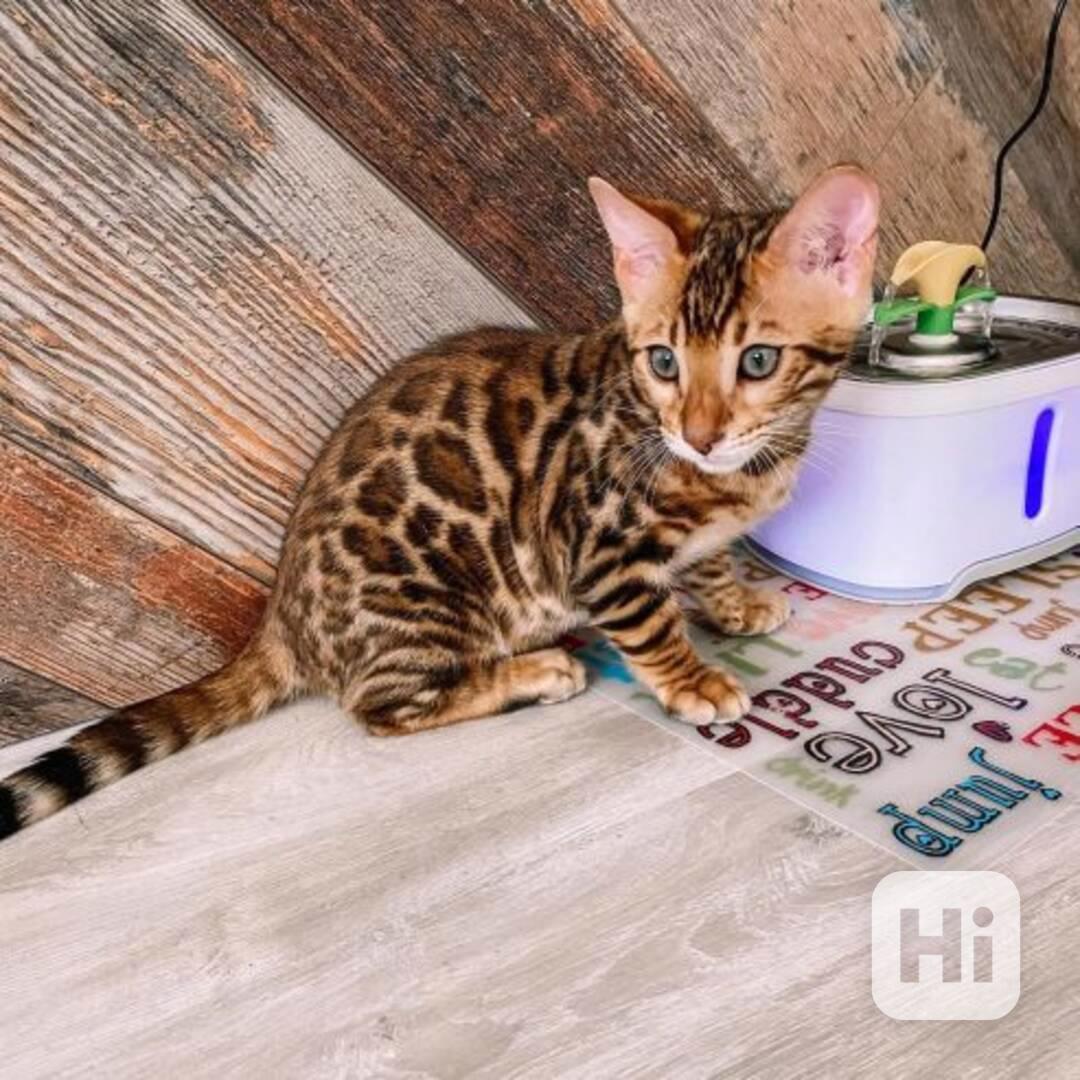 Krásná bengálská koťátka - foto 1
