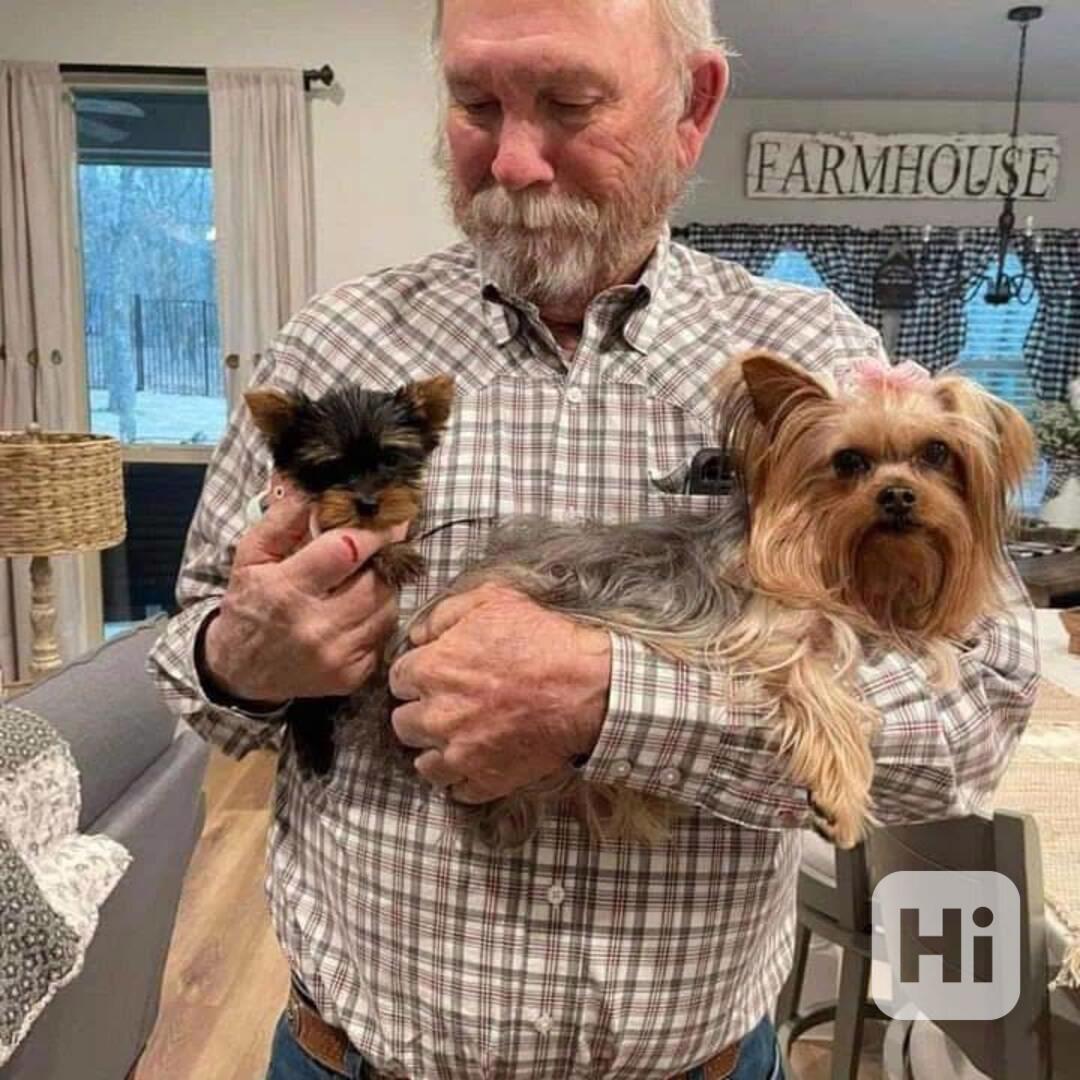 Štěně jorkšírského teriéra - foto 1