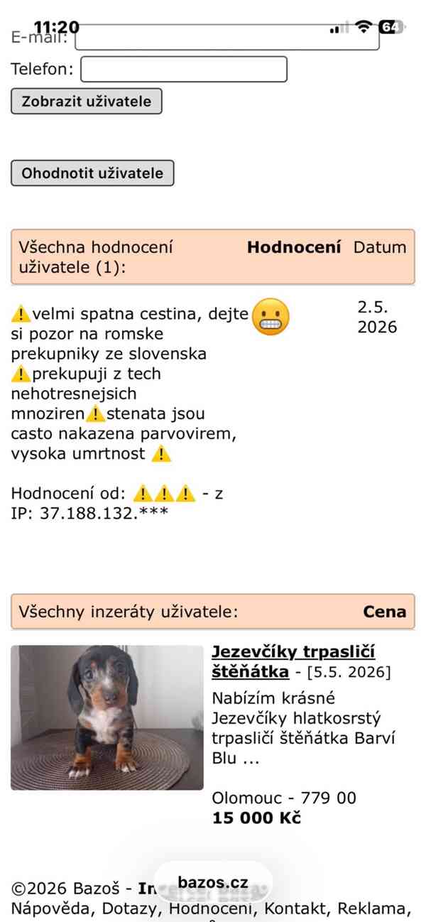 Jezevčík hladkosrstý trpasličí  - foto 9