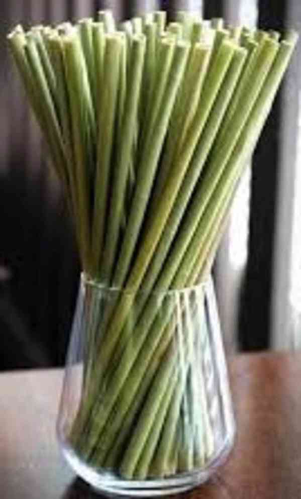 Travní brčka/Grass Straw - foto 3