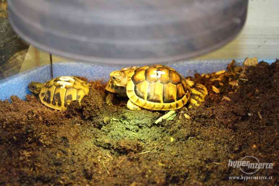 suchozemská želva pardálí,sulcáta,uhlířská,margináta,pardálí - foto 26