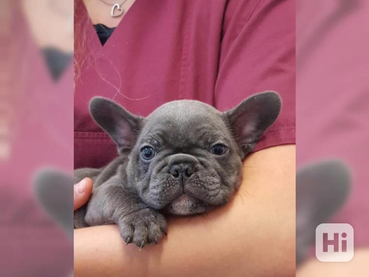 malý pejsek francouzského buldočka - foto 1