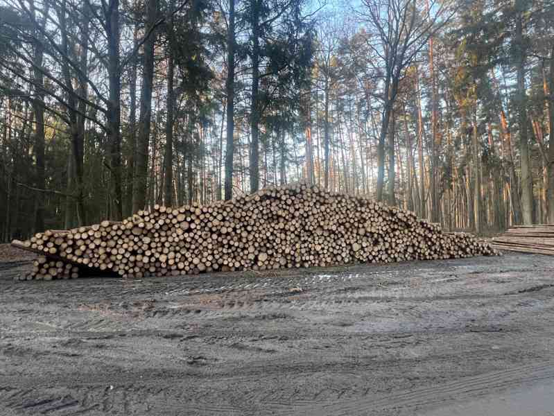 Prodej lesa / dříví / lesní služby - foto 7