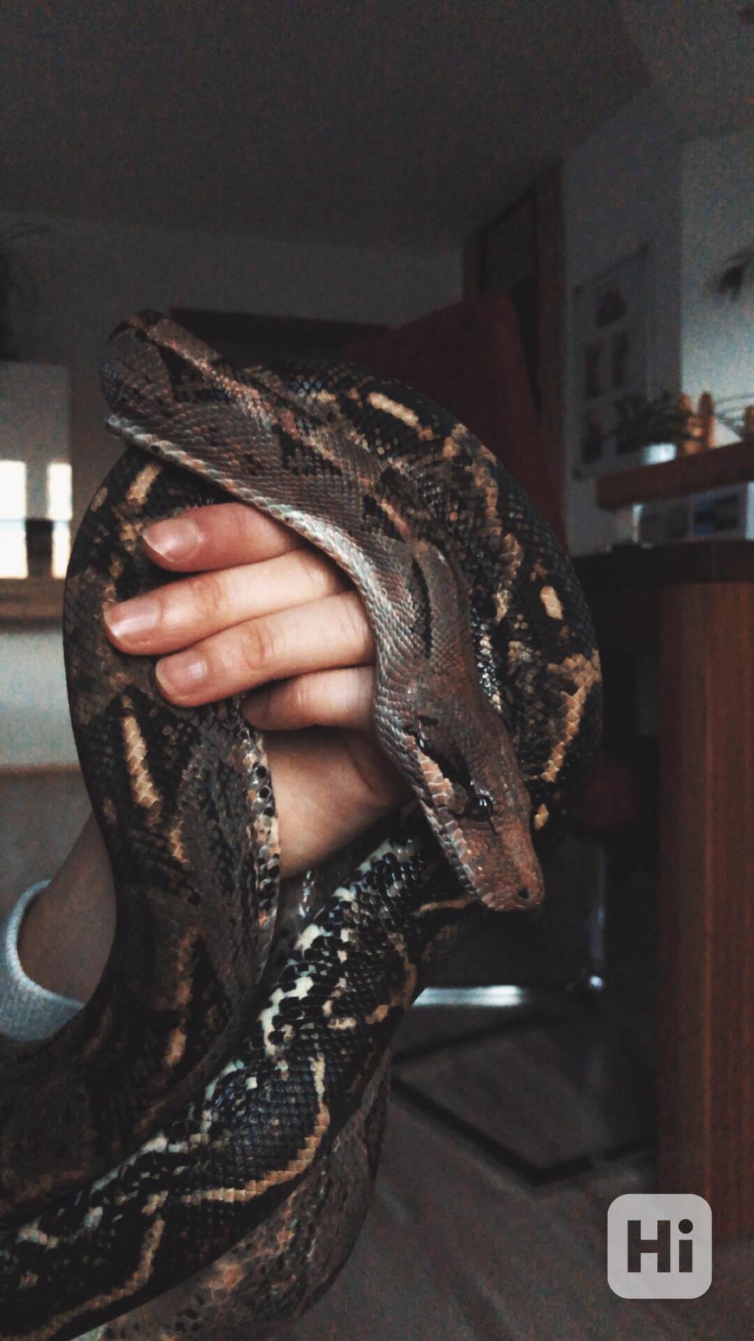 Hroznýš královský – Boa constrictor - foto 1