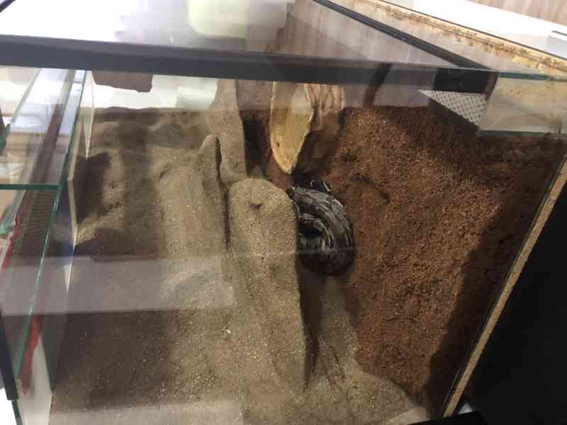 Hroznýš královský – Boa constrictor - foto 2