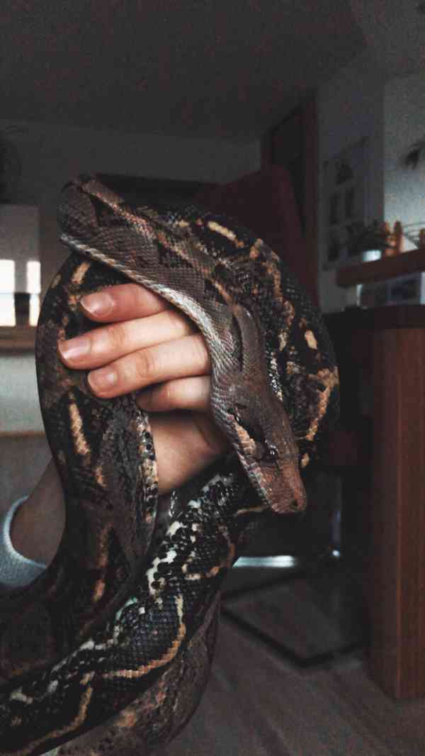 Hroznýš královský – Boa constrictor