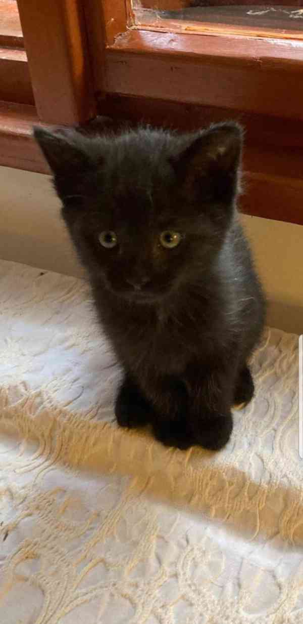 Černý 3měsíční vymazlený Bertík hledá domov. - foto 3