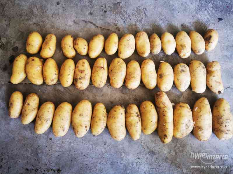 Nabízím konzumní brambory vhodné na uskladnění - foto 5