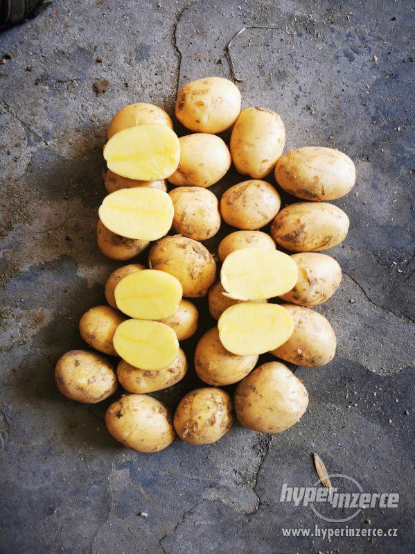 Nabízím konzumní brambory vhodné na uskladnění - foto 6