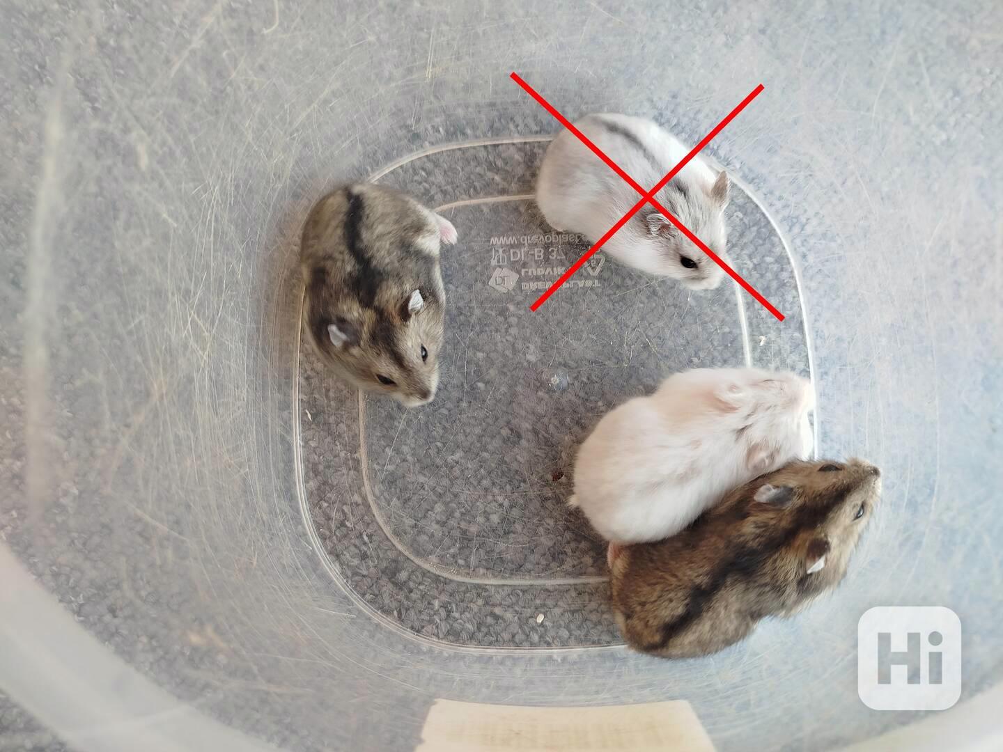 Křečík džungarský - foto 1