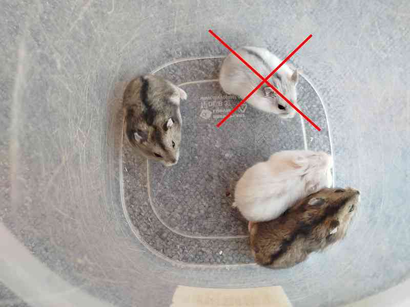 Křečík džungarský - foto 1