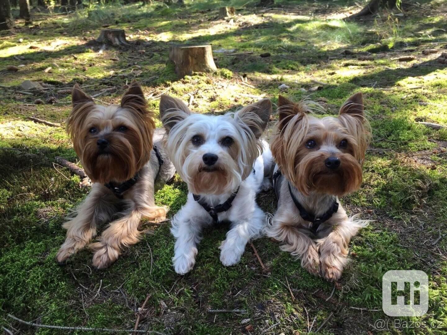 Jorkšírský teriér, Biewer yorkšír krytí, připuštění - foto 1