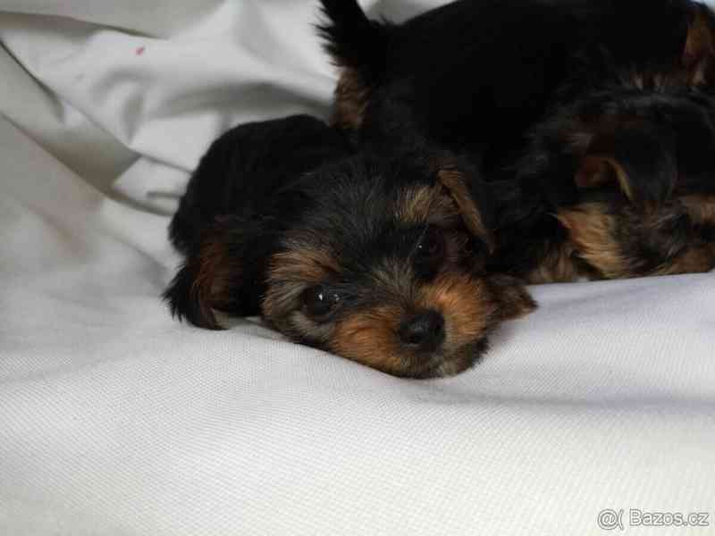 Jorkšírský teriér, Biewer yorkšír krytí, připuštění - foto 15