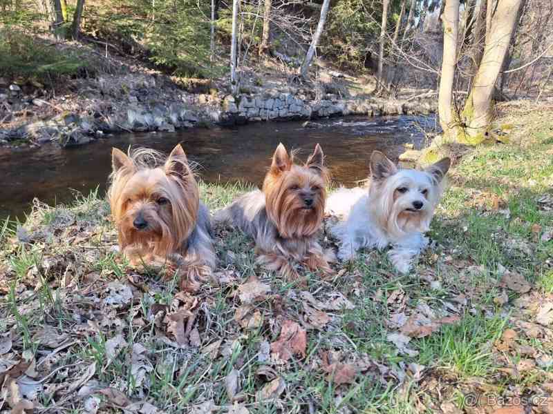 Jorkšírský teriér, Biewer yorkšír krytí, připuštění - foto 2