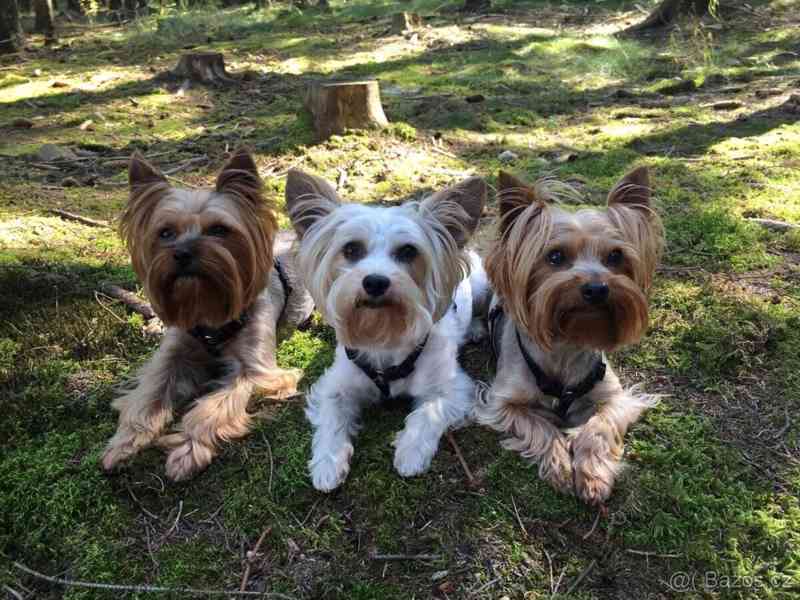 Jorkšírský teriér, Biewer yorkšír krytí, připuštění