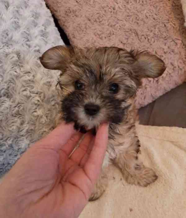 Jorkšírský teriér, Biewer yorkšír krytí, připuštění - foto 22